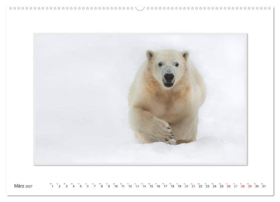Emotionale Momente: Der Eisbär. (CALVENDO Wandkalender 2027)