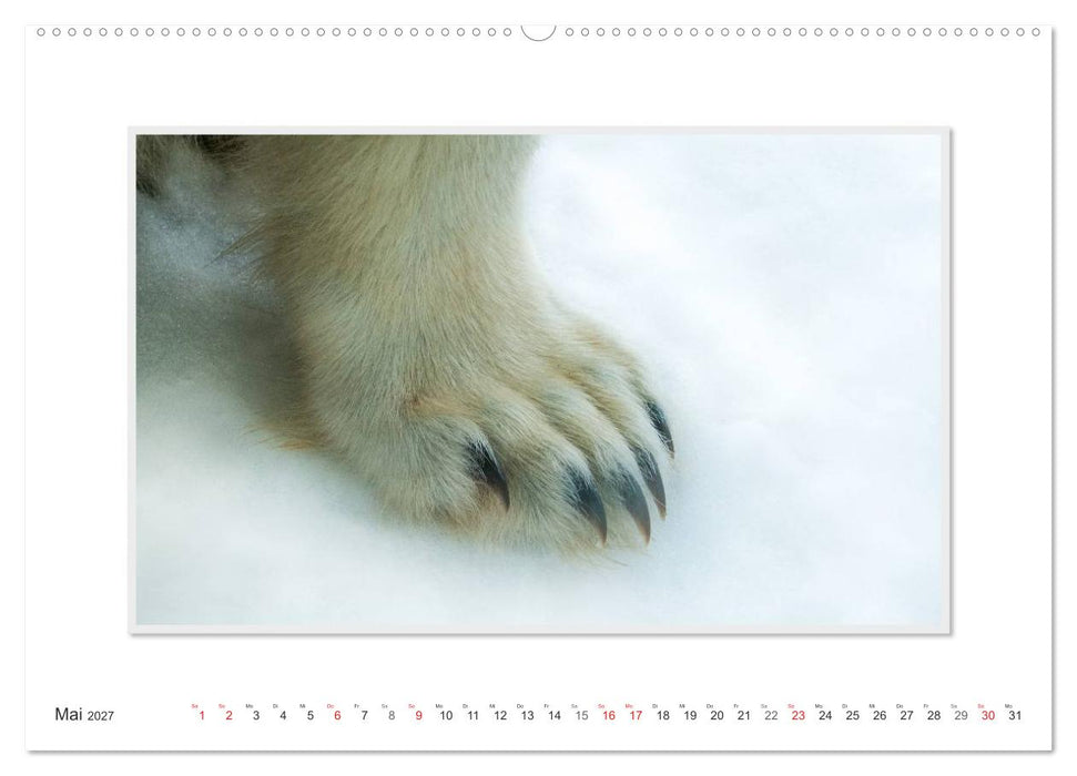 Emotionale Momente: Der Eisbär. (CALVENDO Wandkalender 2027)