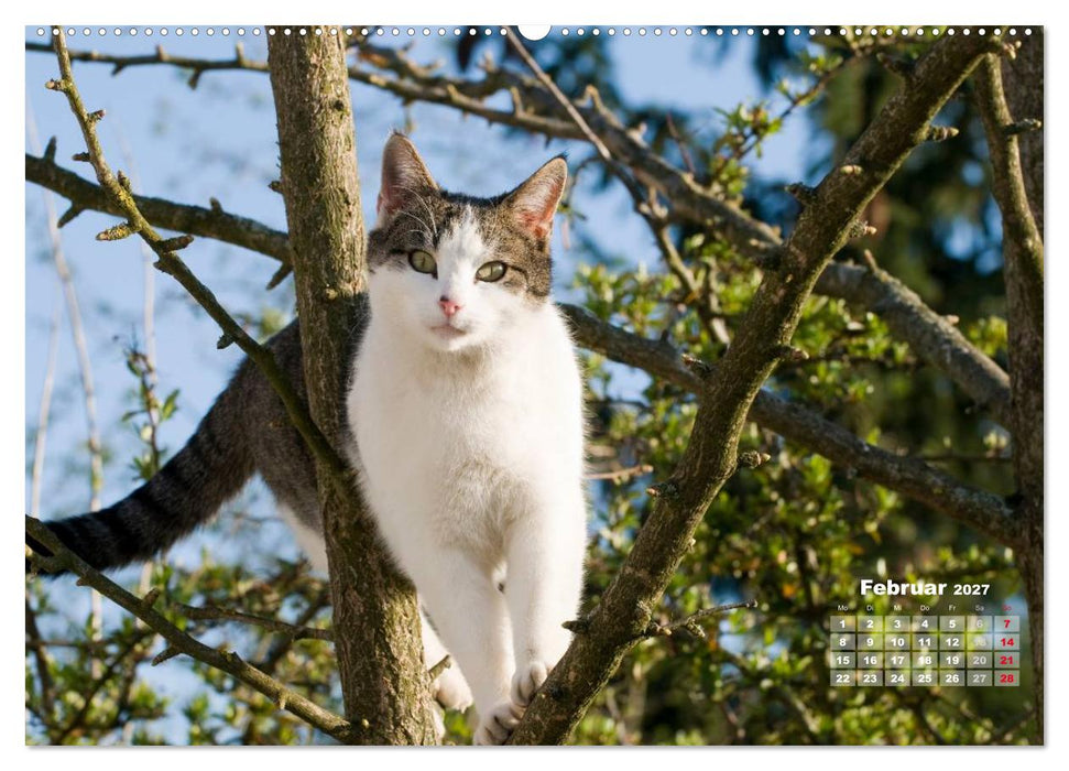 Katzen im Grünen (CALVENDO Premium Wandkalender 2027)