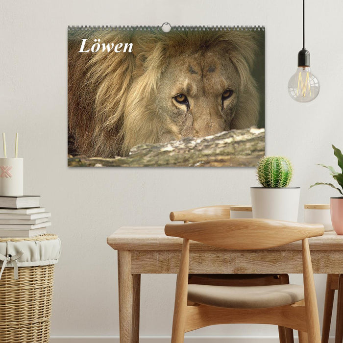 Löwen (CALVENDO Wandkalender 2027)