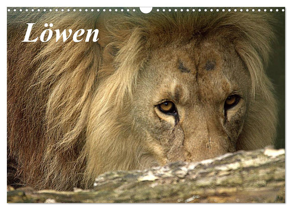 Löwen (CALVENDO Wandkalender 2027)