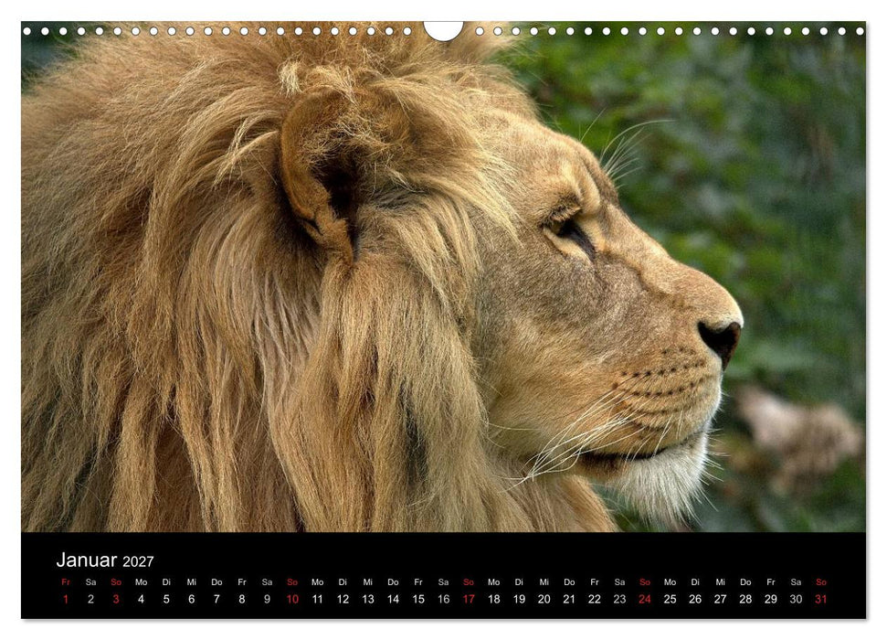Löwen (CALVENDO Wandkalender 2027)