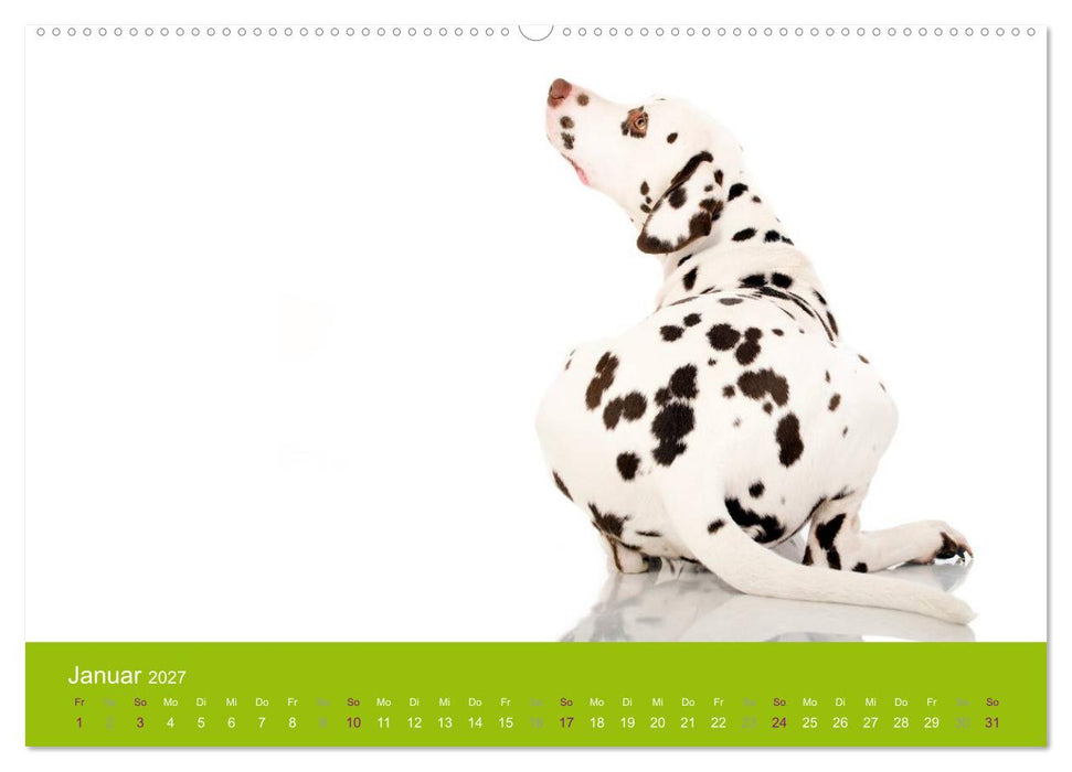 Dalmatiner 2027 (CALVENDO Premium Wandkalender 2027)