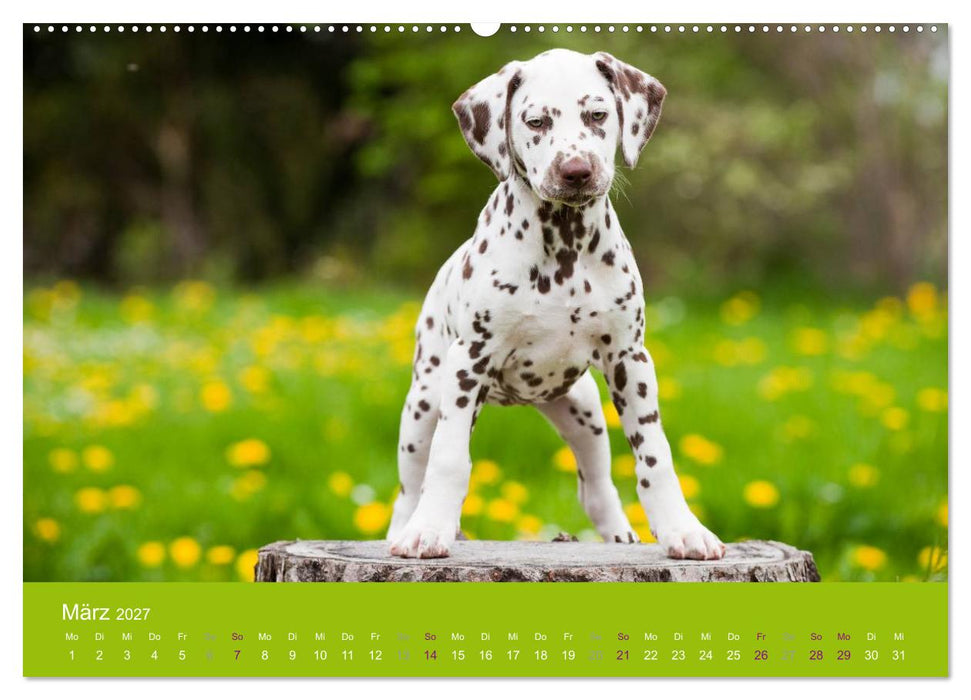 Dalmatiner 2027 (CALVENDO Premium Wandkalender 2027)