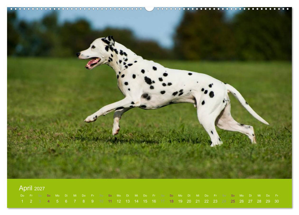 Dalmatiner 2027 (CALVENDO Premium Wandkalender 2027)