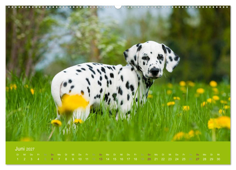 Dalmatiner 2027 (CALVENDO Premium Wandkalender 2027)