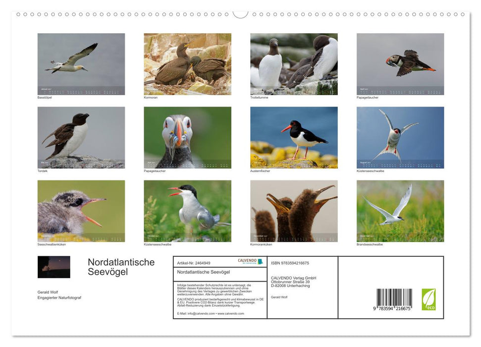Nordatlantische Seevögel (CALVENDO Premium Wandkalender 2027)