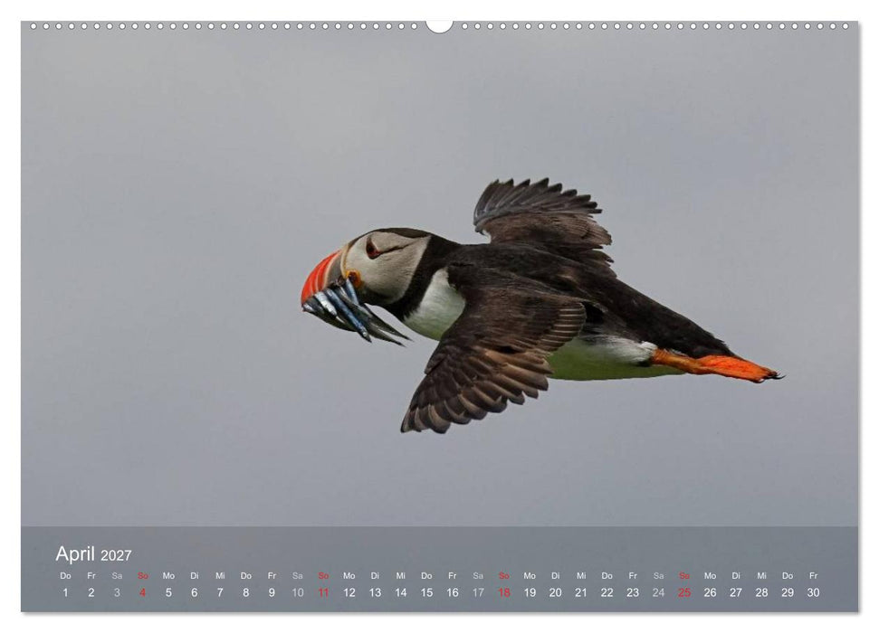Nordatlantische Seevögel (CALVENDO Premium Wandkalender 2027)