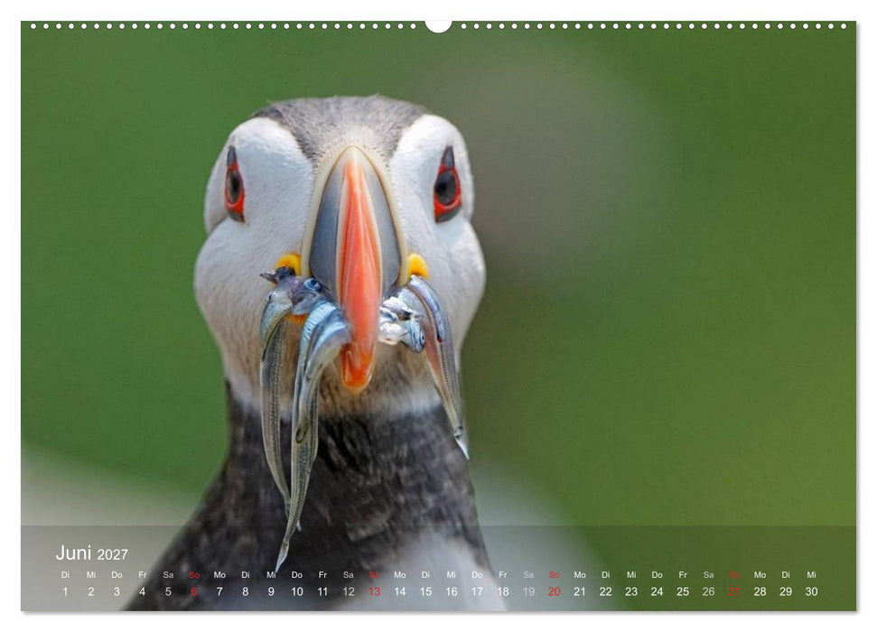 Nordatlantische Seevögel (CALVENDO Premium Wandkalender 2027)