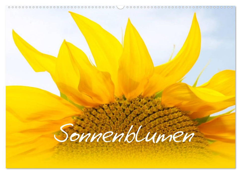 Sonnenblumen - die Blumen der Lebensfreude (CALVENDO Wandkalender 2027)