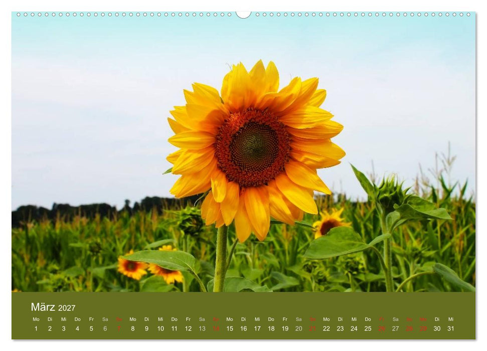 Sonnenblumen - die Blumen der Lebensfreude (CALVENDO Wandkalender 2027)