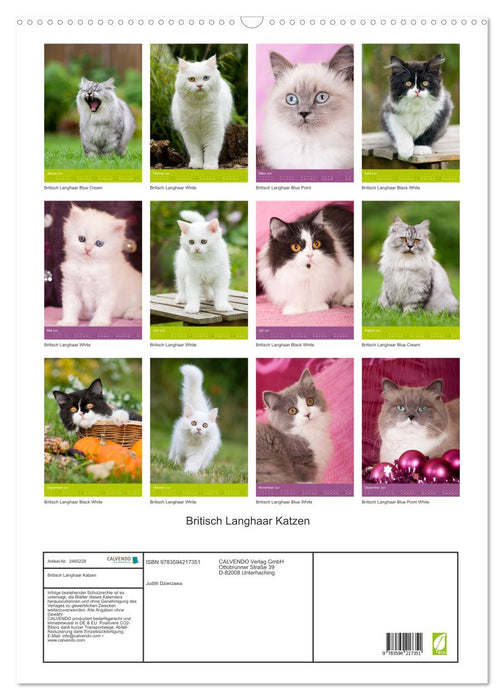 Britisch Langhaar Katzen (CALVENDO Wandkalender 2027)