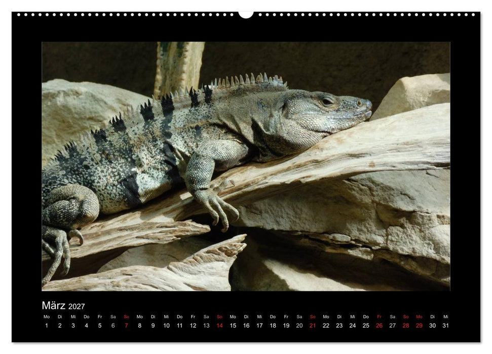 Faszinierende Reptilien (CALVENDO Premium Wandkalender 2027)
