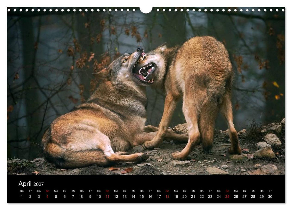 Kanadische Wölfe im Winter (CALVENDO Wandkalender 2027)