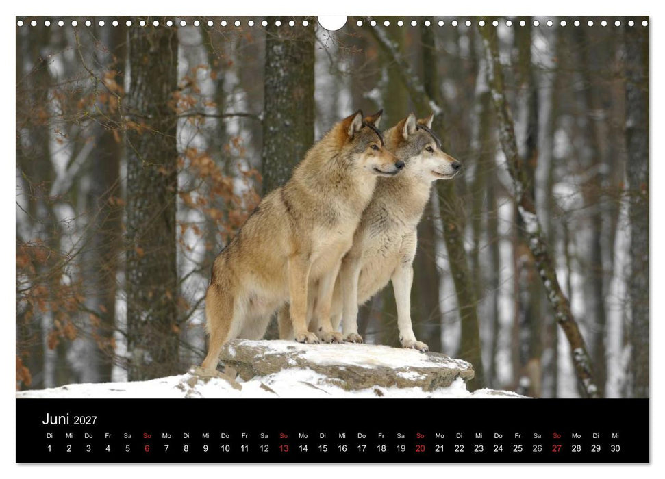 Kanadische Wölfe im Winter (CALVENDO Wandkalender 2027)