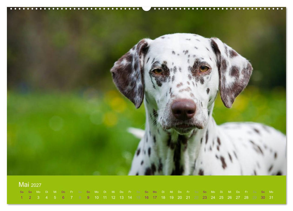 Dalmatiner 2027 (CALVENDO Wandkalender 2027)