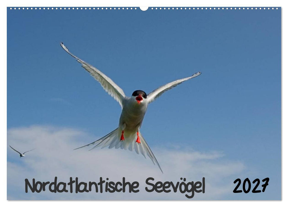 Nordatlantische Seevögel (CALVENDO Wandkalender 2027)