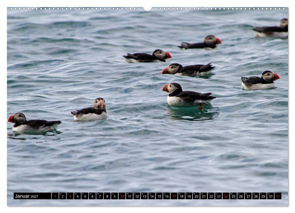 Papageitaucher Clowns der Meere (CALVENDO Wandkalender 2027)