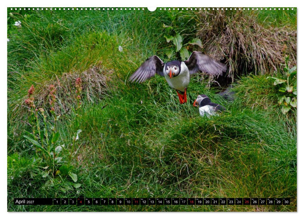 Papageitaucher Clowns der Meere (CALVENDO Wandkalender 2027)