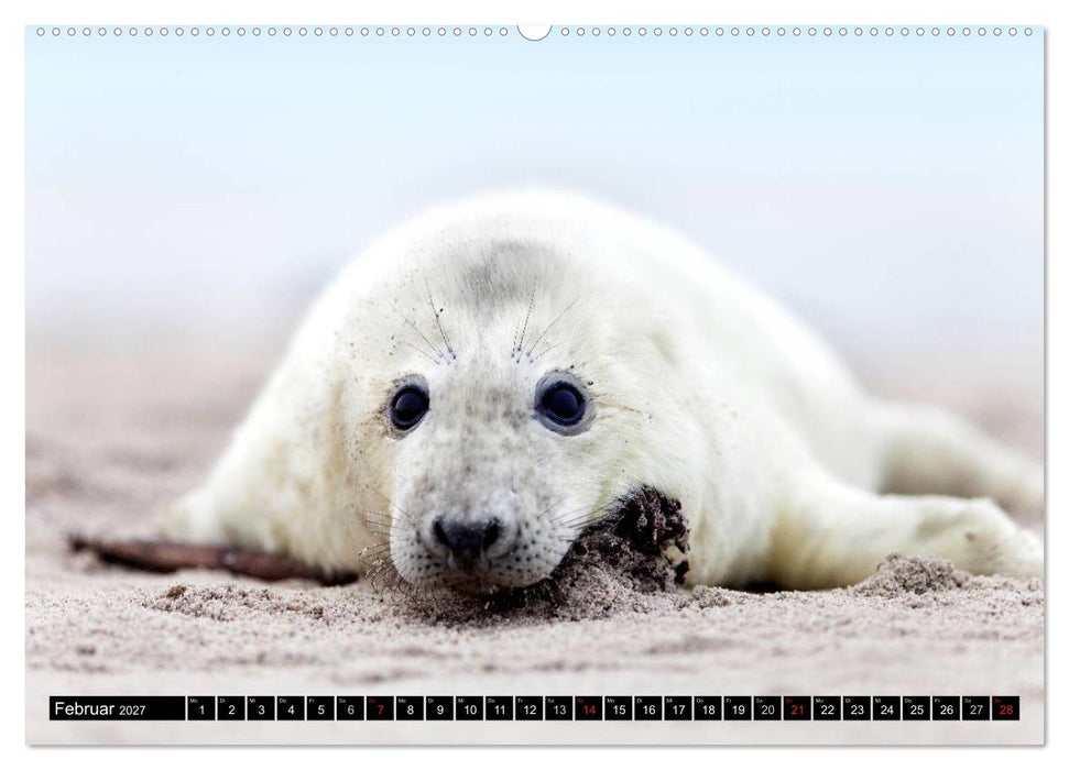 Robbenbabys (CALVENDO Premium Wandkalender 2027)