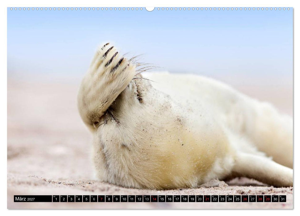 Robbenbabys (CALVENDO Premium Wandkalender 2027)