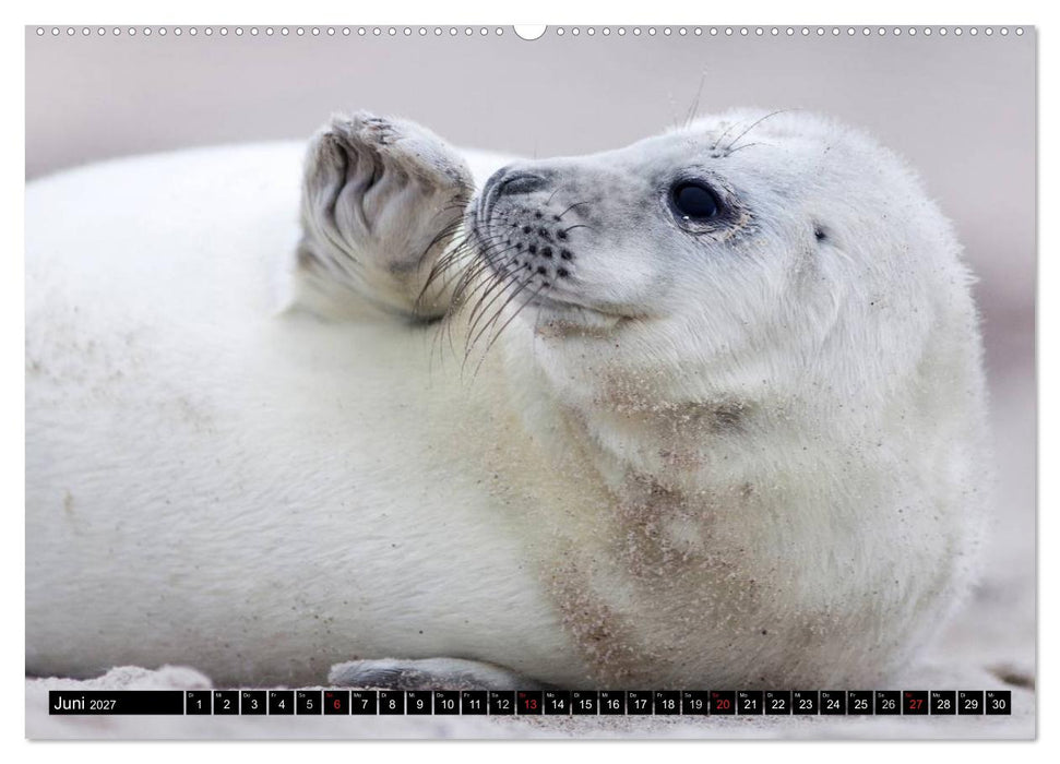 Robbenbabys (CALVENDO Premium Wandkalender 2027)