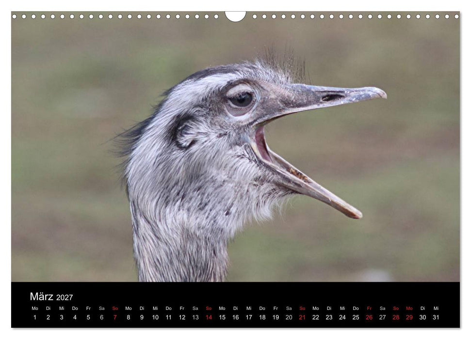 Straußen-Kalender 2027 (CALVENDO Wandkalender 2027)