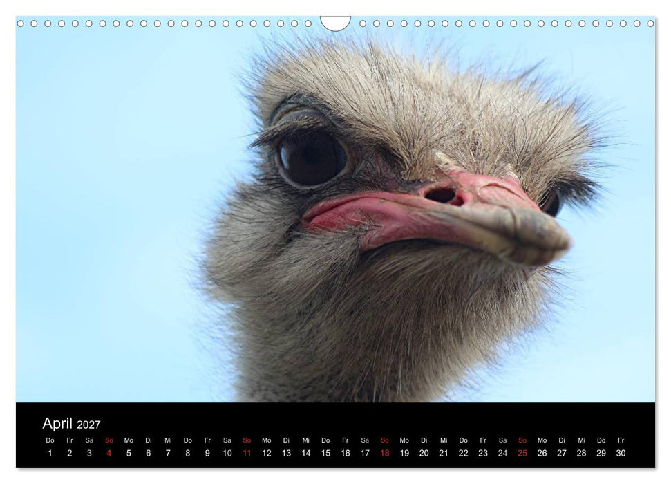 Straußen-Kalender 2027 (CALVENDO Wandkalender 2027)