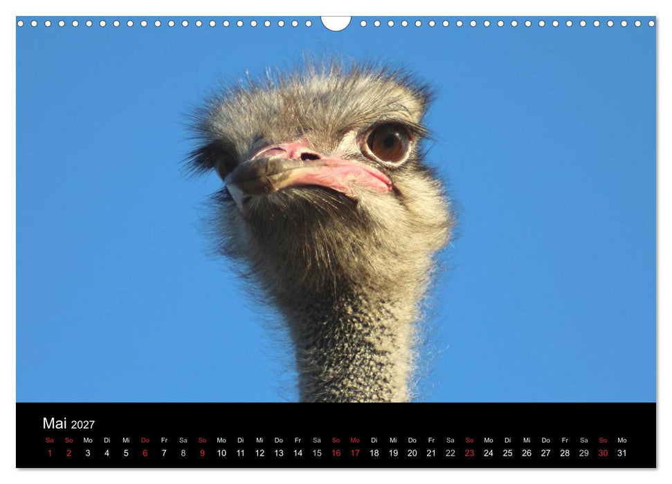 Straußen-Kalender 2027 (CALVENDO Wandkalender 2027)
