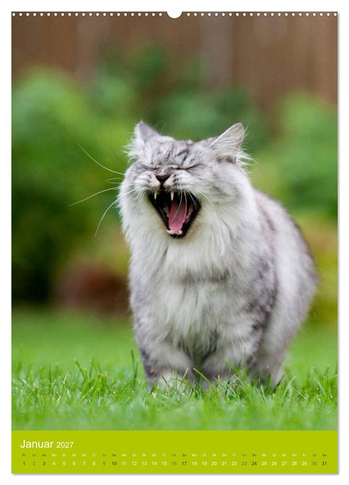 Britisch Langhaar Katzen (CALVENDO Premium Wandkalender 2027)