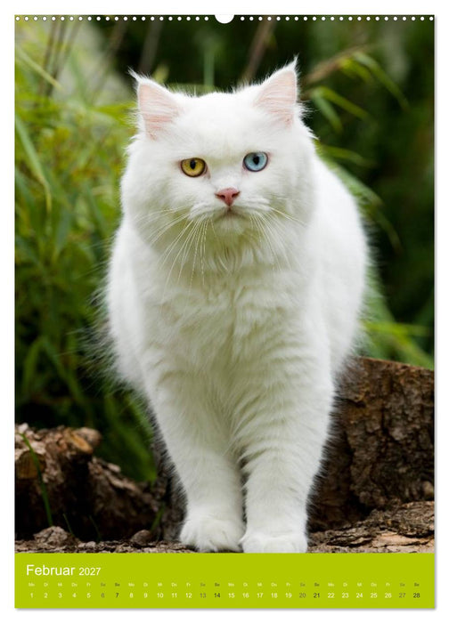 Britisch Langhaar Katzen (CALVENDO Premium Wandkalender 2027)