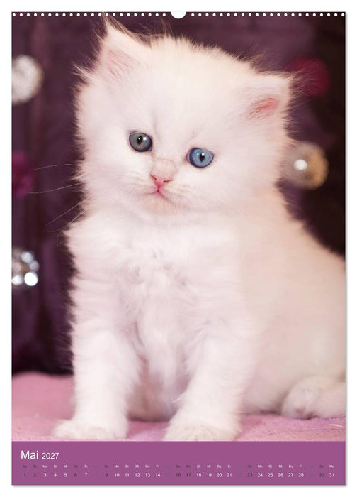 Britisch Langhaar Katzen (CALVENDO Premium Wandkalender 2027)