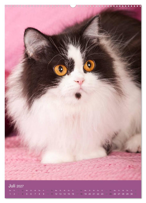 Britisch Langhaar Katzen (CALVENDO Premium Wandkalender 2027)