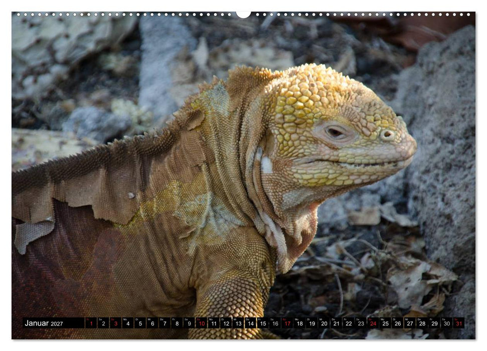 Leguane auf Galapagos (CALVENDO Premium Wandkalender 2027)