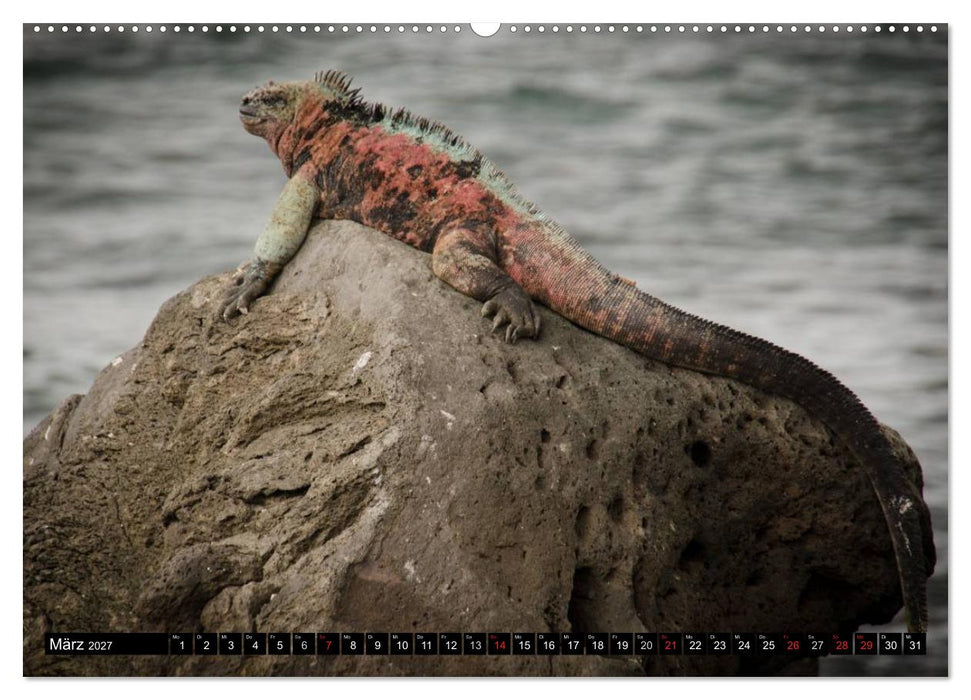 Leguane auf Galapagos (CALVENDO Premium Wandkalender 2027)