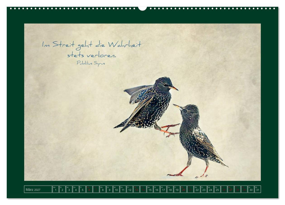 Stare und Weisheiten (CALVENDO Wandkalender 2027)