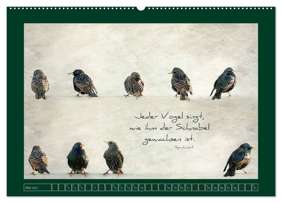 Stare und Weisheiten (CALVENDO Wandkalender 2027)