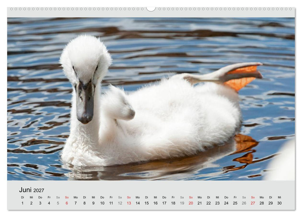 Mit dem Schwan durchs Jahr 2027 (CALVENDO Wandkalender 2027)