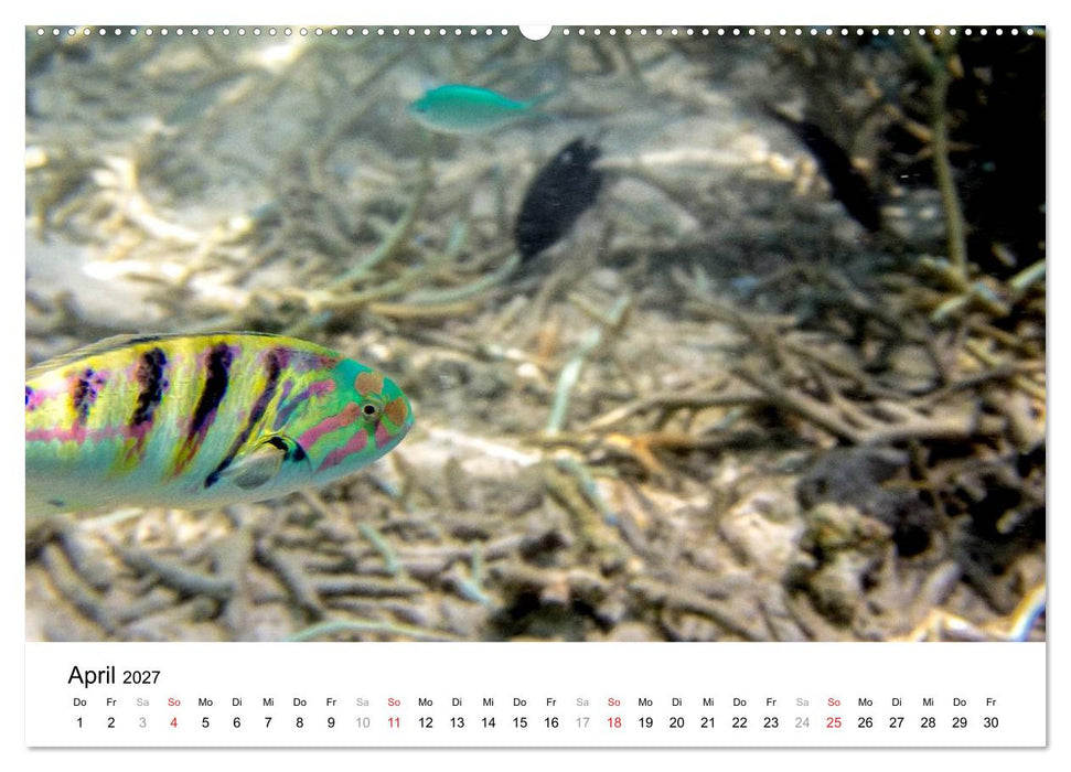 Unterwasserwelt der Malediven II (CALVENDO Wandkalender 2027)