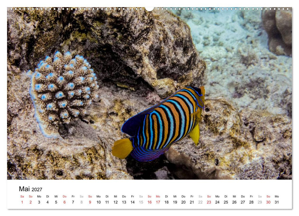Unterwasserwelt der Malediven II (CALVENDO Wandkalender 2027)