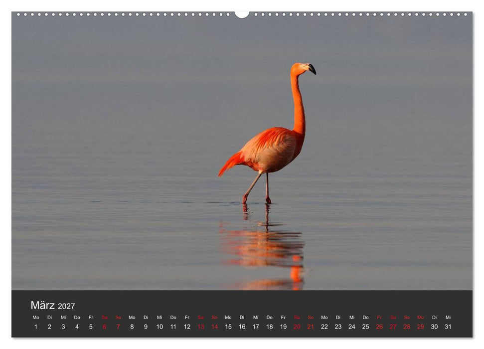 Pretty Flamingo (CALVENDO Wandkalender 2027)