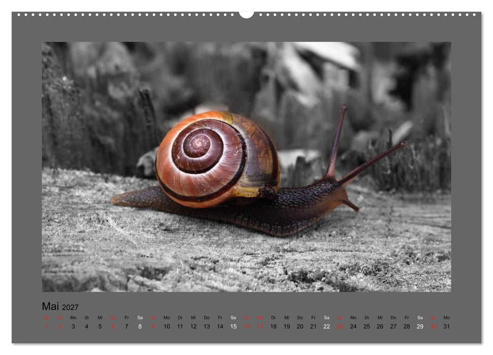 Schwarzweißes Farbenspiel 2027 (CALVENDO Wandkalender 2027)
