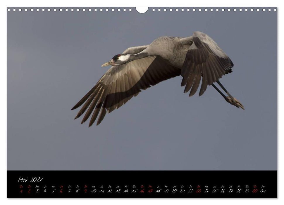 Kraniche - Vögel des Glücks (CALVENDO Wandkalender 2027)