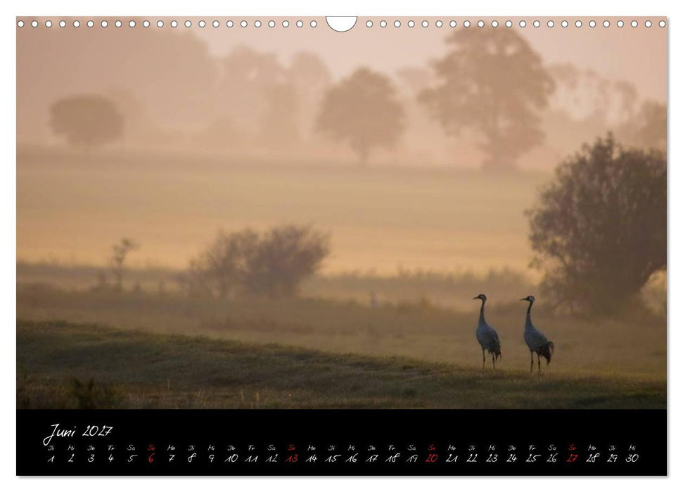 Kraniche - Vögel des Glücks (CALVENDO Wandkalender 2027)