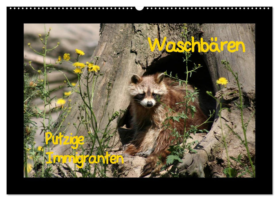 Waschbären (CALVENDO Wandkalender 2027)