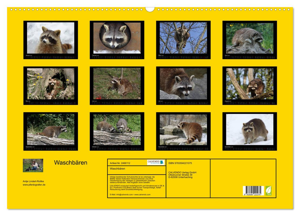 Waschbären (CALVENDO Wandkalender 2027)