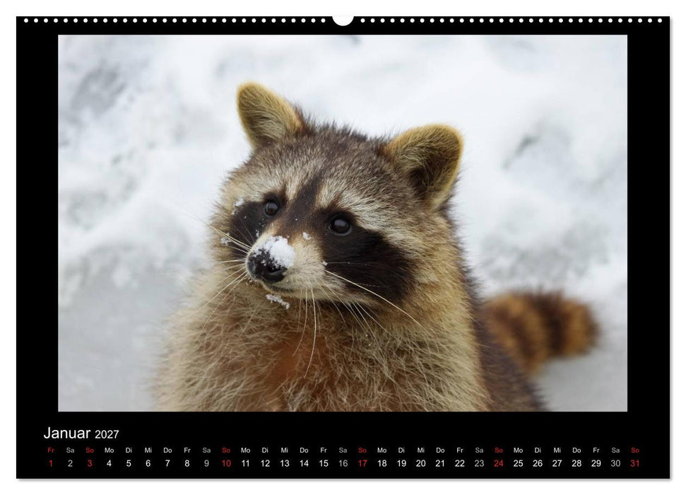 Waschbären (CALVENDO Wandkalender 2027)