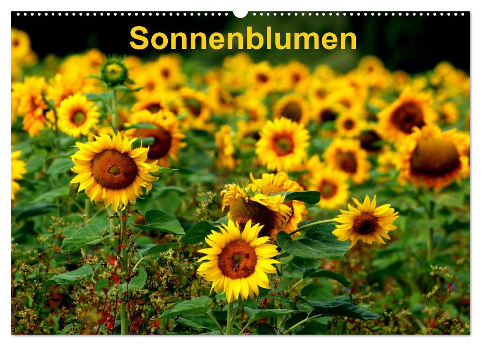 Sonnenblumen (CALVENDO Wandkalender 2027)