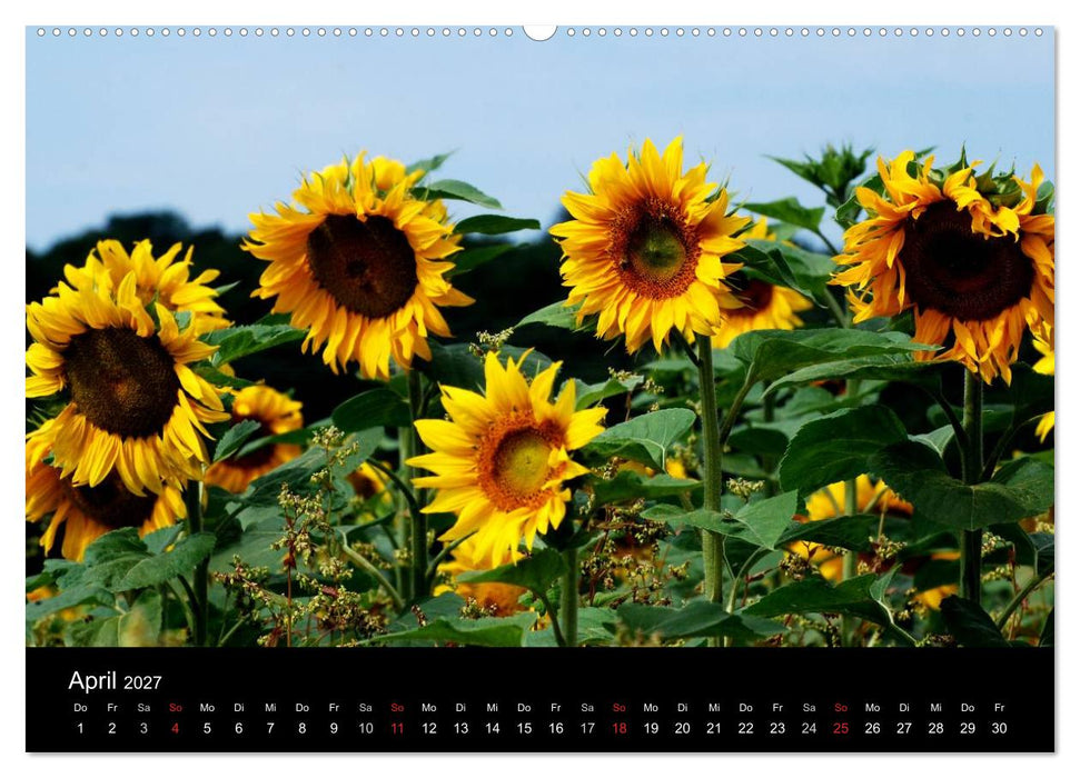 Sonnenblumen (CALVENDO Wandkalender 2027)