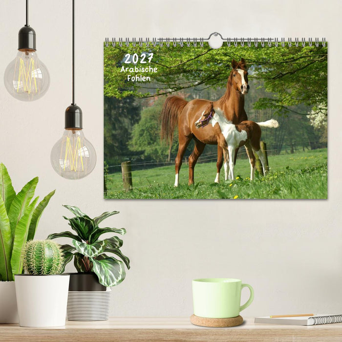 Arabische Fohlen 2027 (CALVENDO Wandkalender 2027)